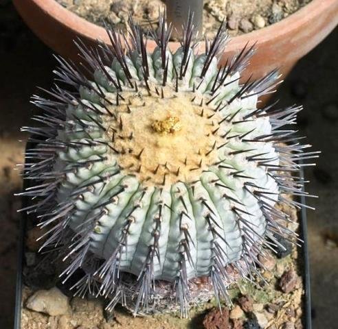 Copiapoa_longistaminea_2